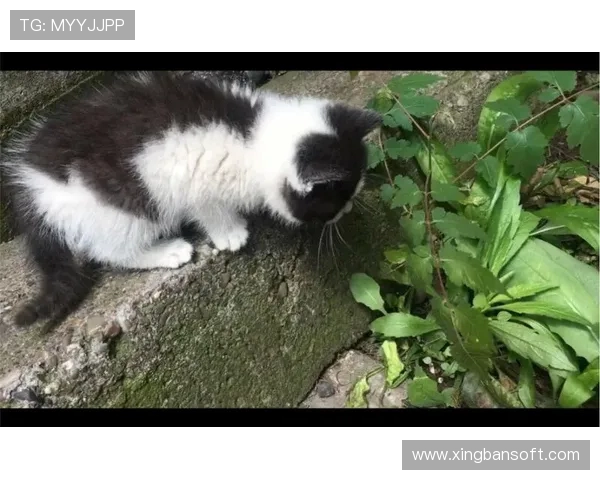 涓夌瑯钖細娆ф垬璧勬牸鏈揪鎴愶紝鑷垜鍓栨瀽鏆撮湶澶氶噸鐭澘